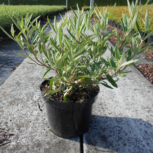 Caryopteris Clandonensis Kew Blue